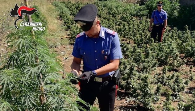 Marijuana nell'ovile: arrestati un 42enne e un 57enne di Ollolai