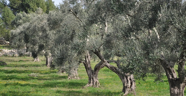 Tra gli olivi per riscoprire tradizioni