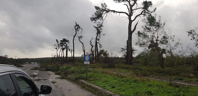 Il vento fa strage di alberi: la situazione tra Sindia e Macomer. Foto e Video