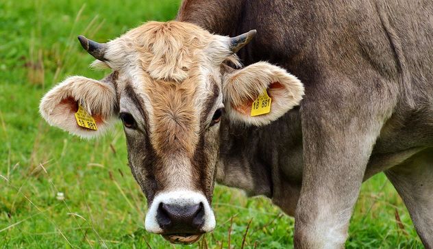 Blue tongue. Coldiretti Nuoro Ogliastra: «A rischio il 40% dei bovini da carne per blocco movimentazione»