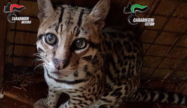 Detenevano e maltrattavano un gattopardo in un zoo privato a Dorgali: denunciate due persone