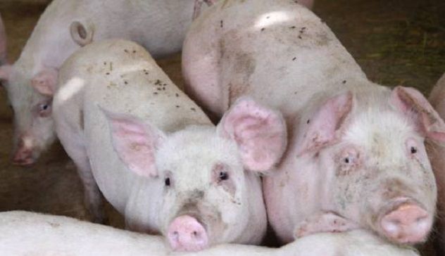 Peste suina: 181 porcos bocchidos in Ozastra