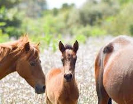 Nove cavallini della Giara morti: probabile intossicazione