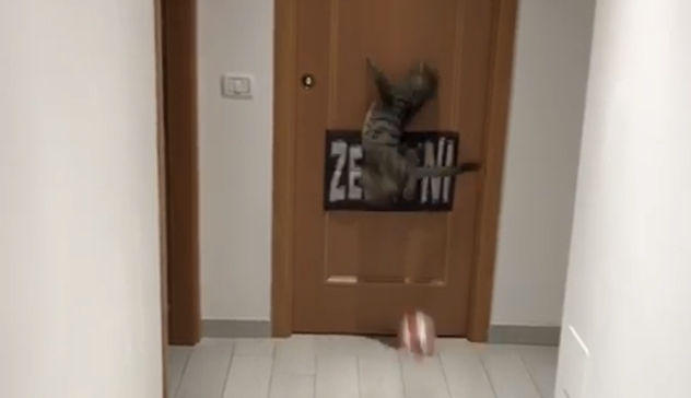 Il gatto portiere, che parate!VIDEO