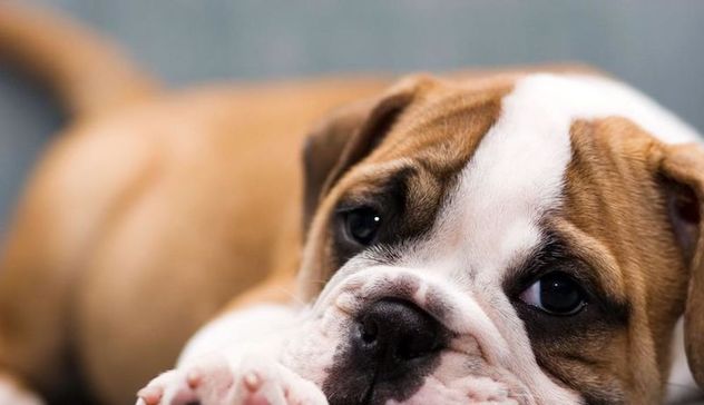 Mettono in vendita cuccioli di cane di razza, ma è truffa. I Carabinieri denunciano due persone