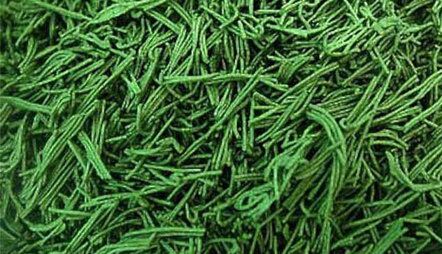 Il mercato internazionale dell'alga Spirulina dovrà fare i conti con la Sardegna