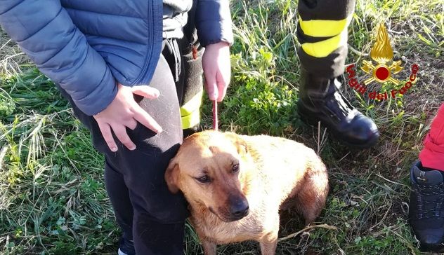 Due cani finiti in un canale di scolo: salvati dai vigili del fuoco
