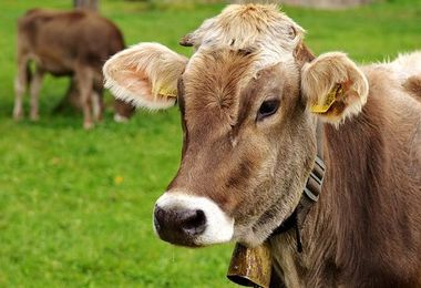 Coldiretti Nord Sardegna: “Blue tongue incubo degli allevatori di bovini da carne”