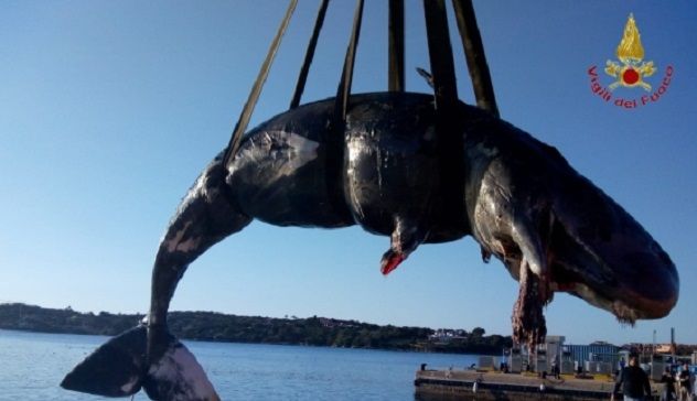 Recuperata la carcassa del capodoglio arenato a Porto Cervo
