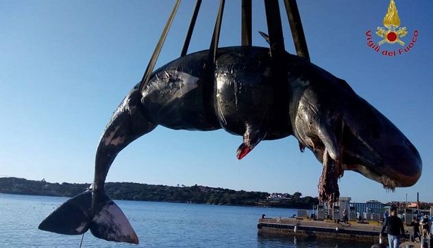Capodoglio arenato a Porto Cervo; morto per denutrizione, nello stomaco 22 kg di plastica