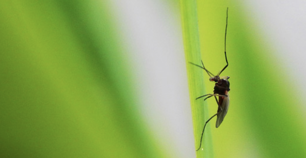Virus West Nile e Usutu trasmesso dalle zanzare: emanato il Piano nazionale integrato di sorveglianza
