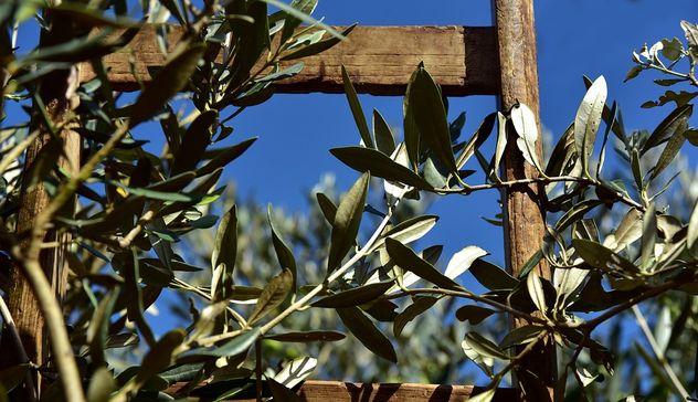 A Torralba un incontro pratico sulla potatura e innesto degli olivi