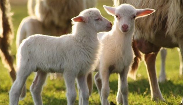 Contas: “Per Pasqua l'agnello in 1 tavola su 2. Raggiunti prezzi record” |  News - SardegnaLive