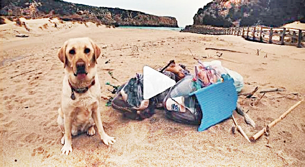 “Guarda, un cane in spiaggia, adesso sporca tutto. No, Farah ‘pulisce’ la vostra inciviltà