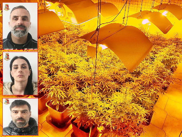 Una piantagione di marijuana in casa, tre persone in arresto: “Traditi dalla bolletta della corrente elettrica”