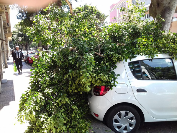 Cade un grosso ramo d’albero in viale Trieste, sfiorata una donna