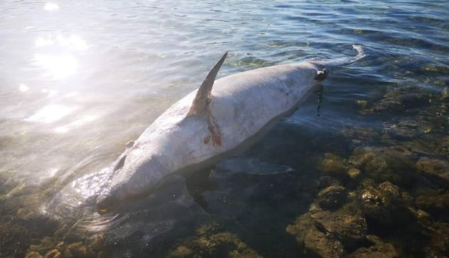 Delfino morto nella terza spiaggia di Golfo Aranci