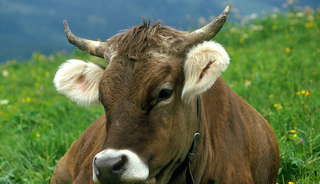 Storico via libera per i bovini da carne