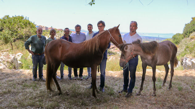 Il Comune adotta due cavalline dell’Asinara
