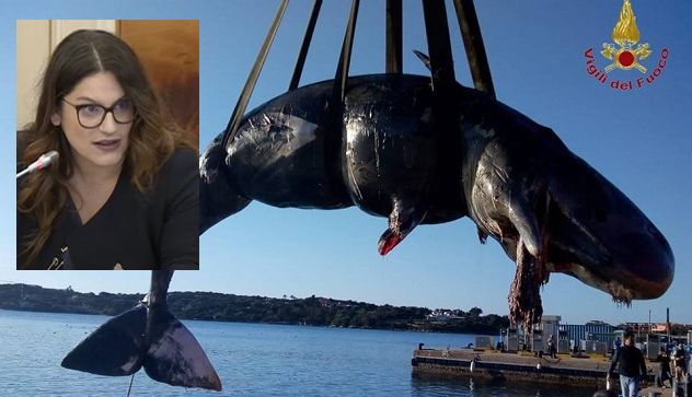 Spiaggiamento cetacei, Paola Deiana: “Giganti del mare uccisi dall'inquinamento provocato dall'uomo, è inaccettabile”
