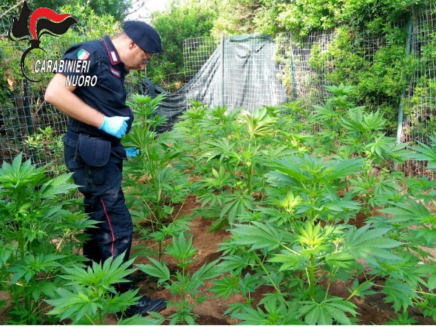 Coltivavano in casa piantine di cannabis, madre e figlio arrestati dai Carabinieri 
