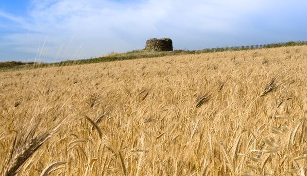 “Salva cerealicoltori”, ecco l’accordo di filiera tra Coldiretti Sardegna e il gruppo Casillo