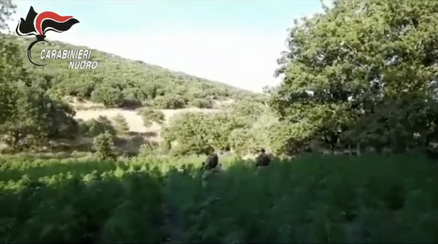 Scoperta piantagione di canapa con oltre 2 mila piante: arrestato 51enne | VIDEO