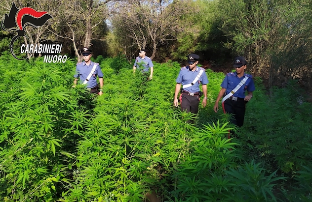Sorpreso mentre coltivava una piantagione di cannabis: arrestato. IL VIDEO 