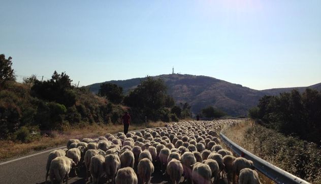 Latte, i pastori sardi riprendono la strada del negoziato