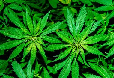 Coltivavano marijuana: due persone in manette