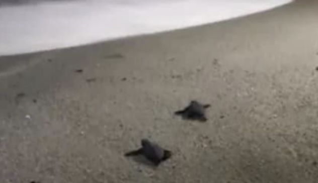 Sulla spiaggia di Cala Sinzias nascono 74 tartarughe “caretta caretta” 