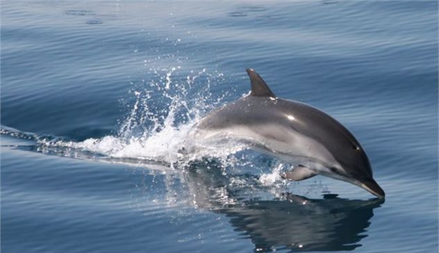 Delfino morto trovato in spiaggia a Bosa: potrebbe avere ingerito plastica