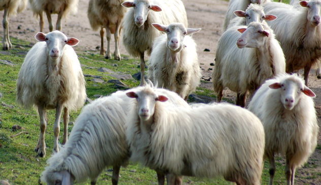 Lingua Blu. Coldiretti Sardegna: “Movimentazione del bestiame ancora bloccata”