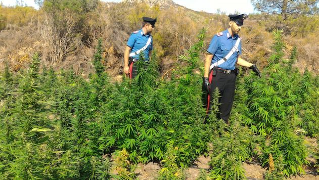 Scoperta piantagione di marijuana a Bonorva: arrestato 20enne