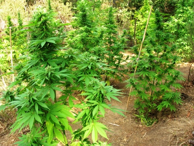 Sequestrata una piantagione di Cannabis, i Forestali scoprono 90 piantine a Leitzai