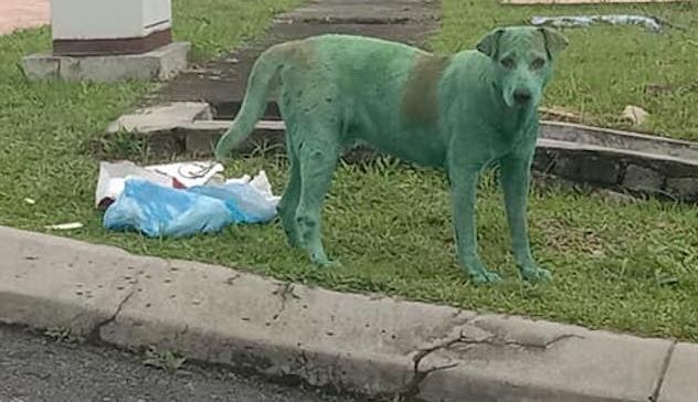 Immagini shock: cane verniciato di verde