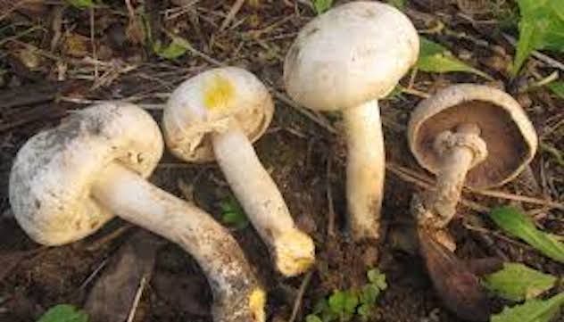 Le regalano dei funghi raccolti nelle campagne del paese: intossicata una donna