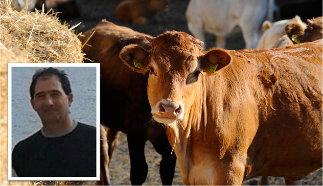 Incornato e travolto da una mandria di vitelli: allevatore sardo muore in Toscana