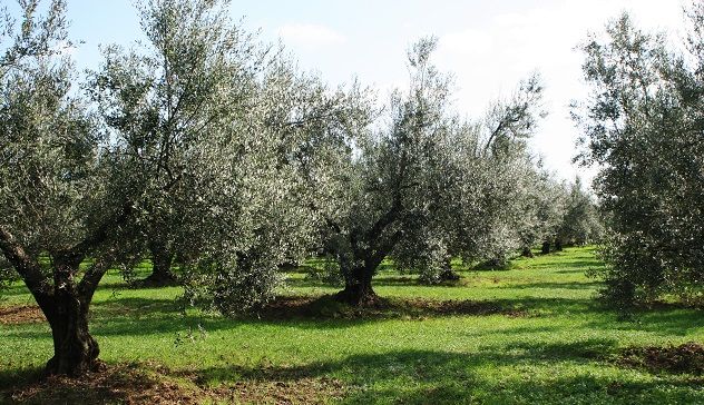 La raccolta delle olive fermata da una frana