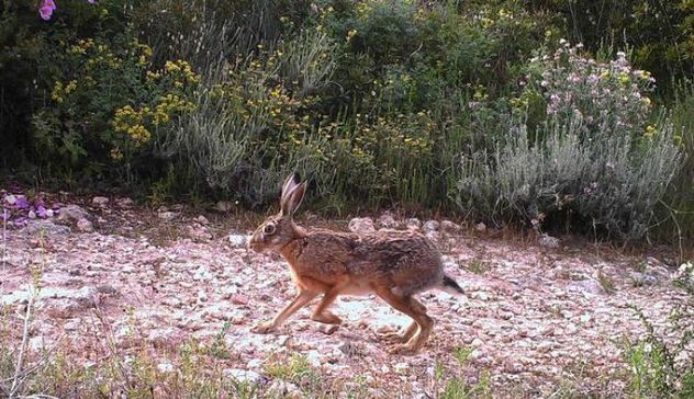 Presentata dalla Lega una modifica della legge che norma la caccia in Sardegna