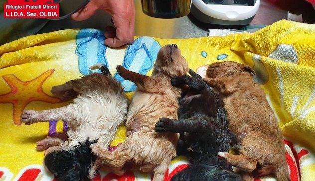 Cuccioli chiusi in busta e gettati nel canale: ennesimo episodio di crudeltà contro gli animali