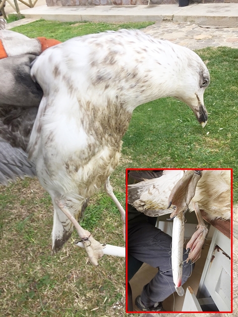 Gabbiano ferito e denutrito salvato dalla Compagnia Barracellare: è in cura al Centro Fauna Selvatica di Monastir