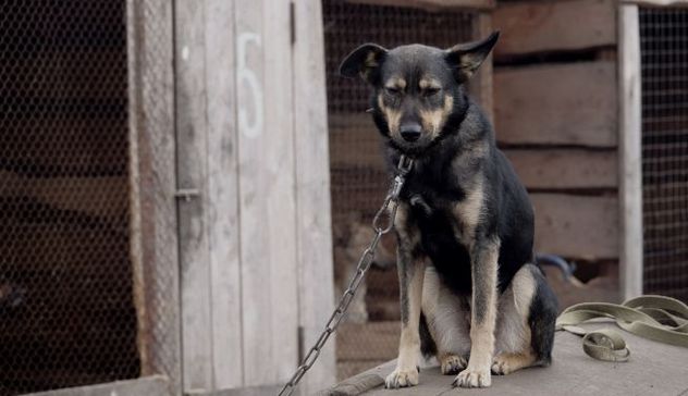 Rubava i cani ai cacciatori e li incatenava in spazi angusti: condannato a 3 anni e 4 mesi