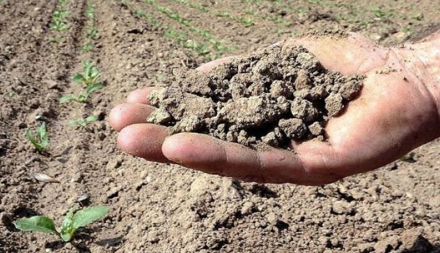 Coldiretti Oristano: “Precipitazioni scarse, serve l’irrigazione di soccorso nei territori di Terralba, Marrubiu, Uras e Arborea”
