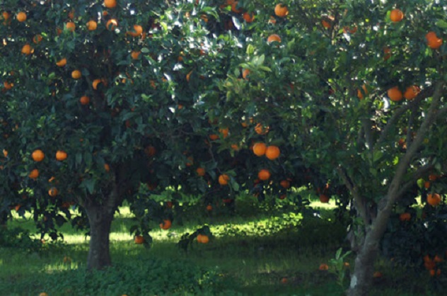 Cade dall'albero mentre raccoglie le arance: morto pensionato