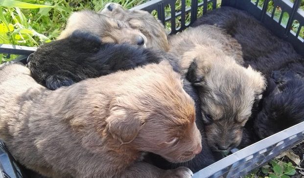 Abbandonati sul ciglio della strada: i barracelli salvano sei cuccioli di cane