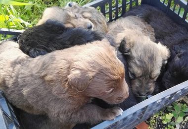 Abbandonati sul ciglio della strada: i barracelli salvano sei cuccioli di cane