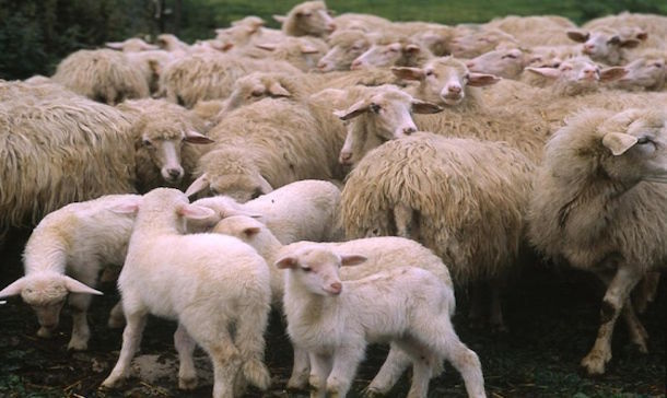 Contas. Dal Governo Conte 7, 5 milioni di euro per gli agnelli Igp