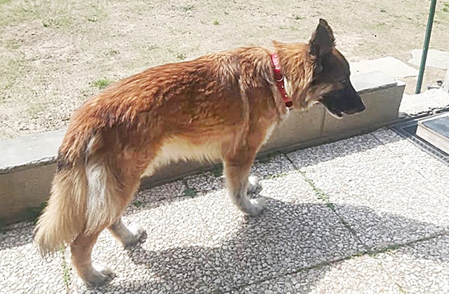 Stella, la cagnolina scappata di casa per andare dal padrone morto per Coronavirus, sarà adottata