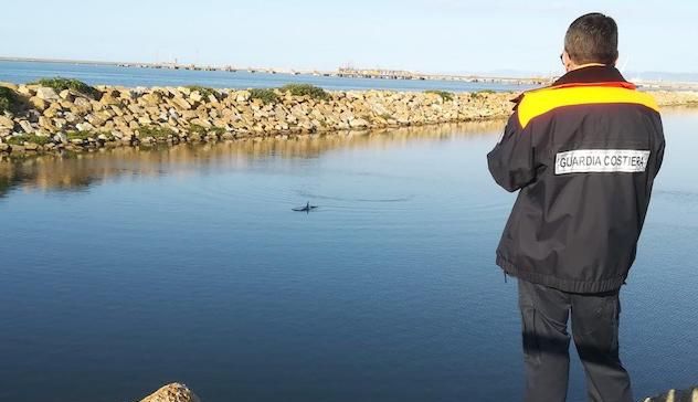 Delfino nel porto industriale di Porto Torres